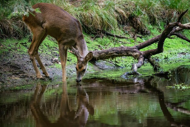 Caprioli nella foresta Capreolus capreolus Caprioli selvatici acqua potabile dallo stagno