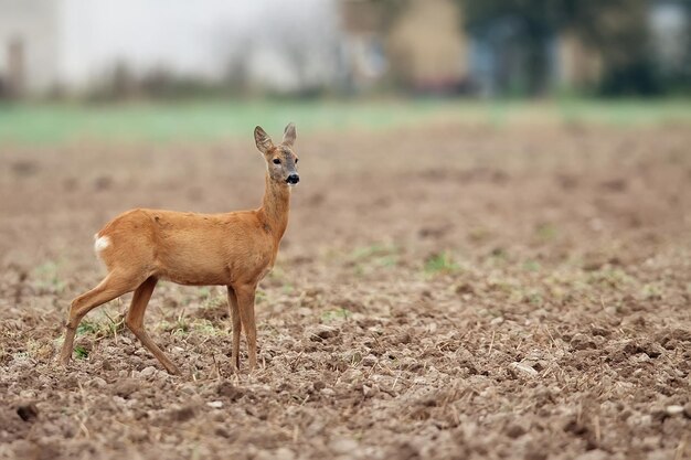 Capriolo allo stato brado