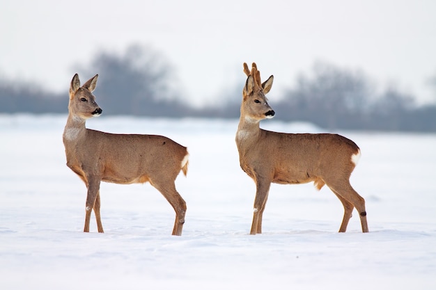 Capriolo capreolus capreolus in inverno sulla neve