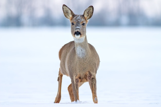 Capriolo capreolus capreolus in inverno sulla neve