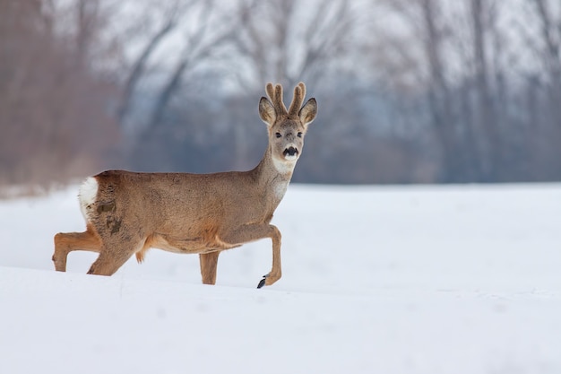 Capriolo capreolus capreolus in inverno sulla neve