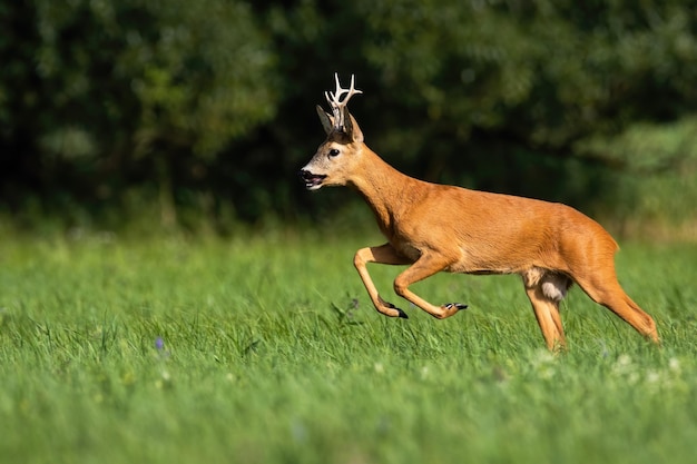 Capriolo che corre sul pascolo nella natura estiva dal lato