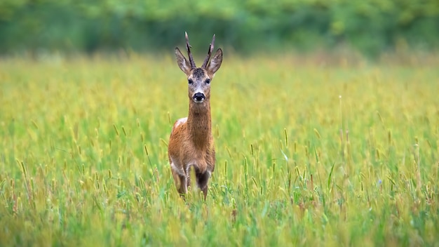 Capriolo che osserva sul prato davanti ai girasoli