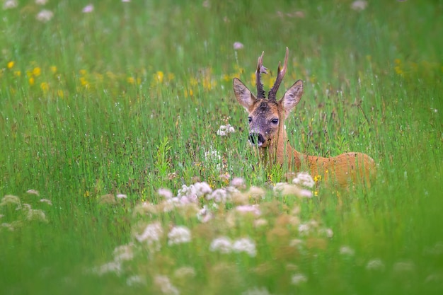 Capriolo estivo