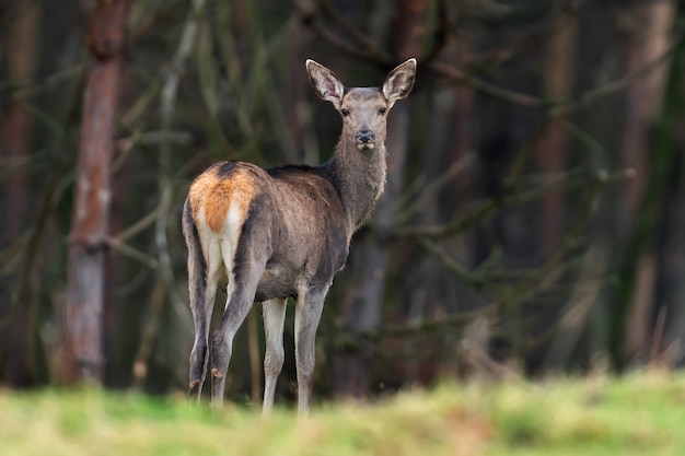 Capriolo femmina in piedi nella foresta autunnale