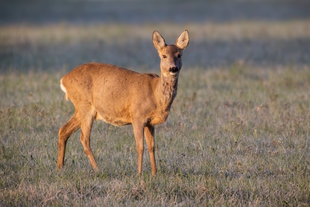 Capriolo femmina in piedi su un prato in inverno illuminato dal sole nascente