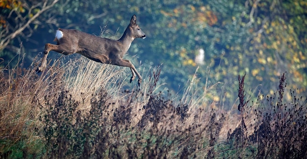 Capriolo femmina nel prato