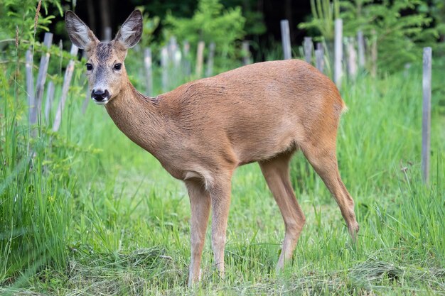 Capriolo in erba Capreolus capreolus Capriolo selvatico in natura