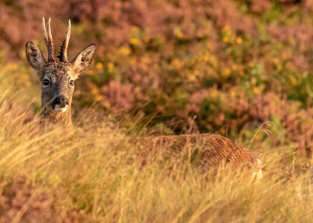 Capriolo nel deserto immerso nel verde