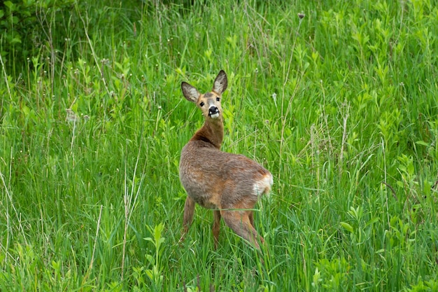 Capriolo nell'erba verde