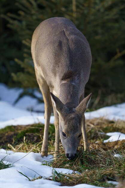 Capriolo nella foresta Capreolus capreolus Capriolo selvatico in natura