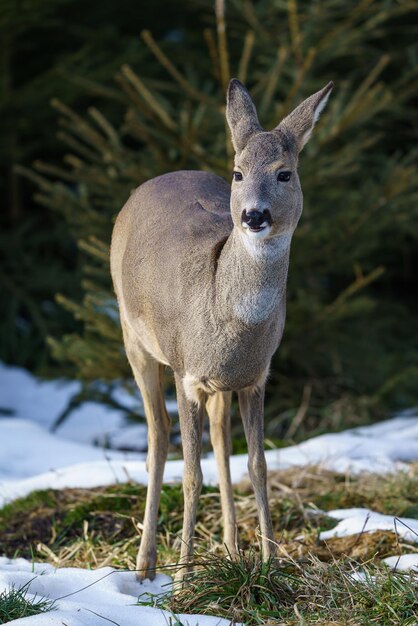 Capriolo nella foresta Capreolus capreolus Capriolo selvatico in natura