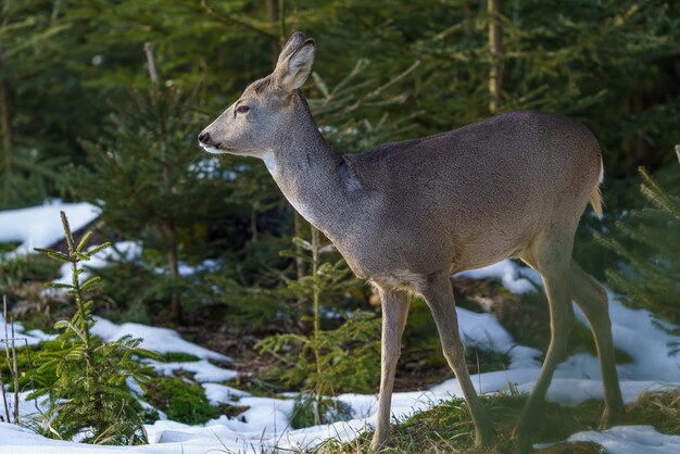 Capriolo nella foresta Capreolus capreolus Capriolo selvatico in natura