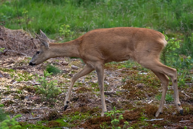 Capriolo nella foresta Capreolus capreolus Capriolo selvatico in natura