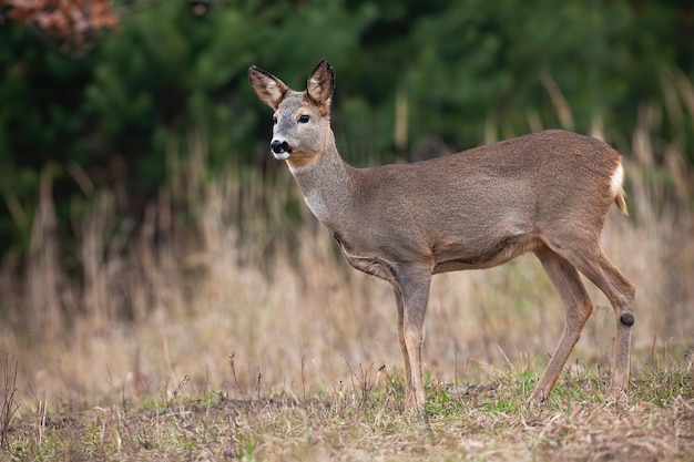 Capriolo osservando su prati asciutti nella natura autunnale