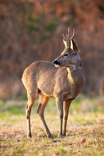 Capriolo osservando sul campo asciutto in autunno in ripresa verticale