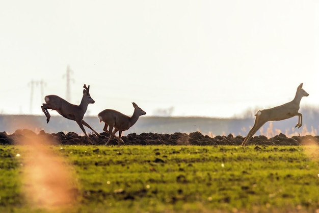 Capriolo selvatico in un campo, tempo di primavera