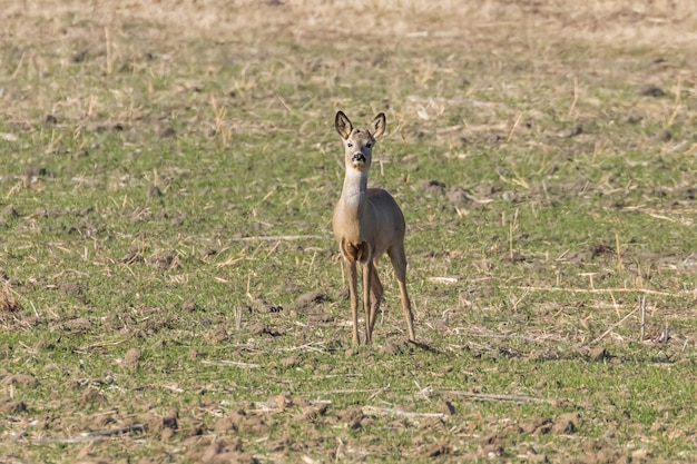 Capriolo selvatico in un campo, tempo di primavera