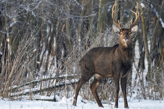 Capriolo selvatico nella foresta invernale allo stato brado