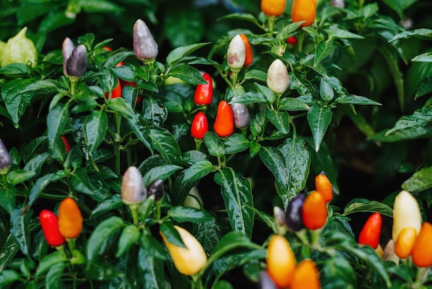 Capsicum Annuum o peperoncino multicolore