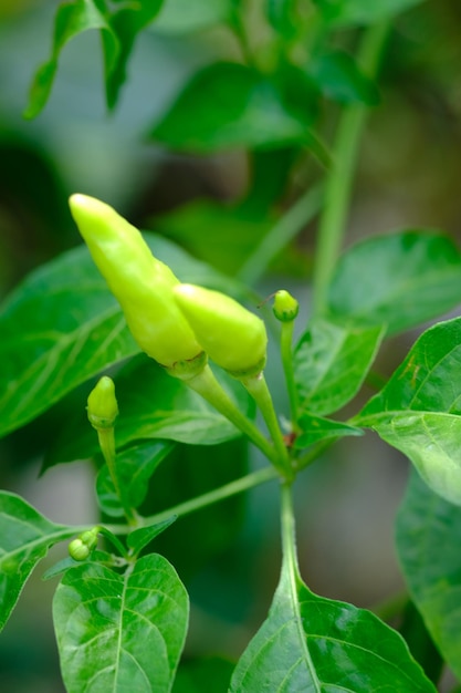 Capsicum frutescens è un frutto e pianta membro del genere Capsicum. peperoncino di Cayenna. speziato .