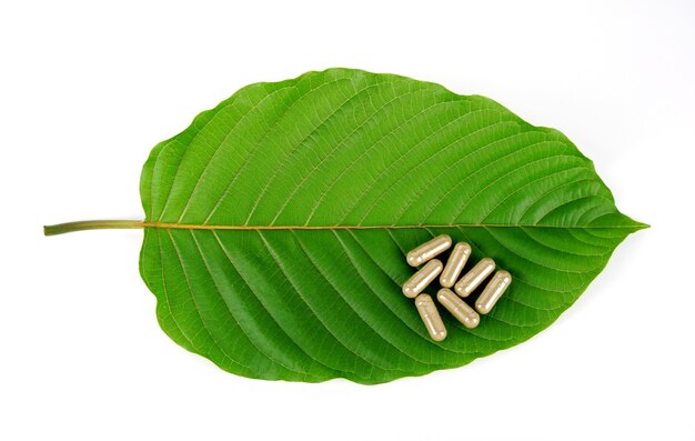 Capsula sulla foglia di kratom su sfondo biancoMitragyna speciosa Droghe e NarcoticiThai a base di erbe whic