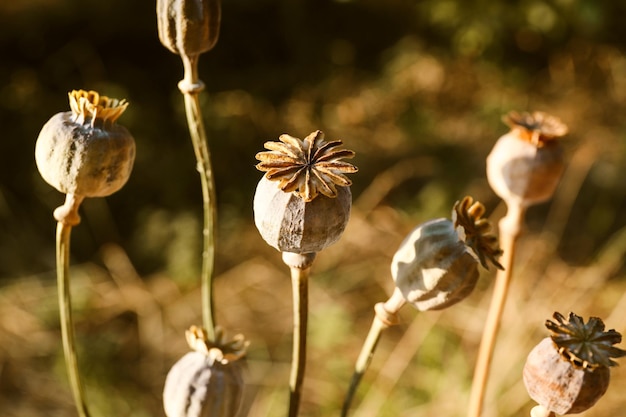 Capsule di papavero secco con semi sul campo autunnale