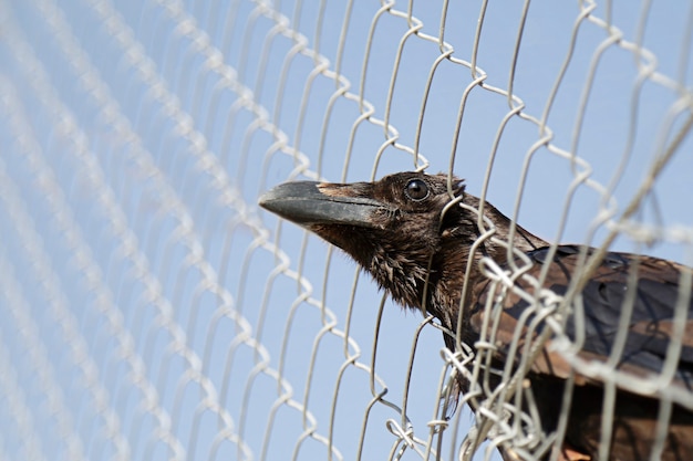 Captive common raven (Corvus corax) che attacca la sua testa fuori attraverso un recinto di filo
