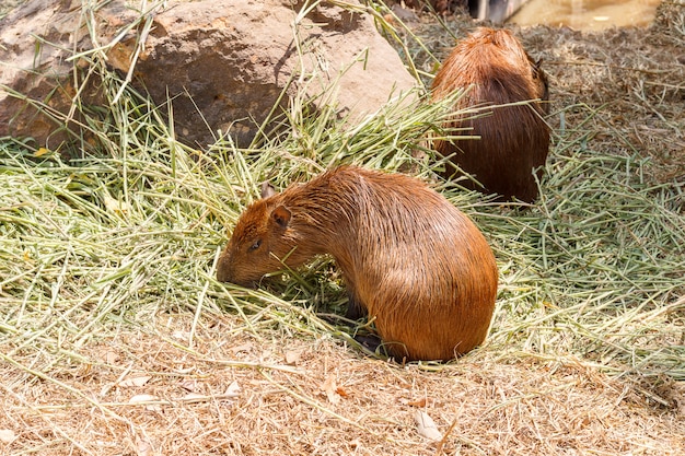 Capybara Hydrochaeris hydrochaeris