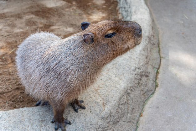 Capybara nel parco naturale in una giornata di sole