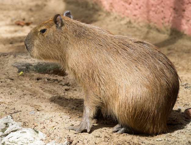 Capybara