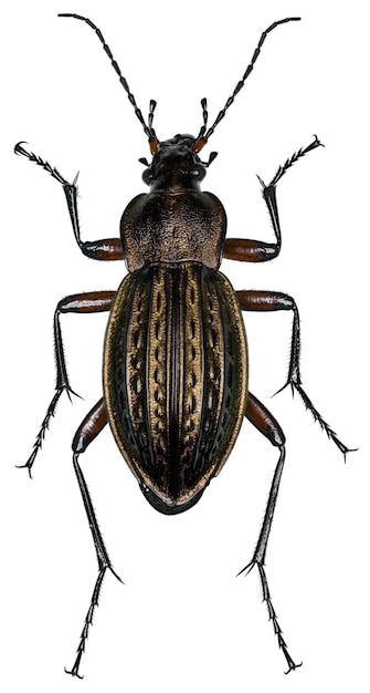 Carabus cancellatus Esemplare di scarabeo Carabus cancellatus