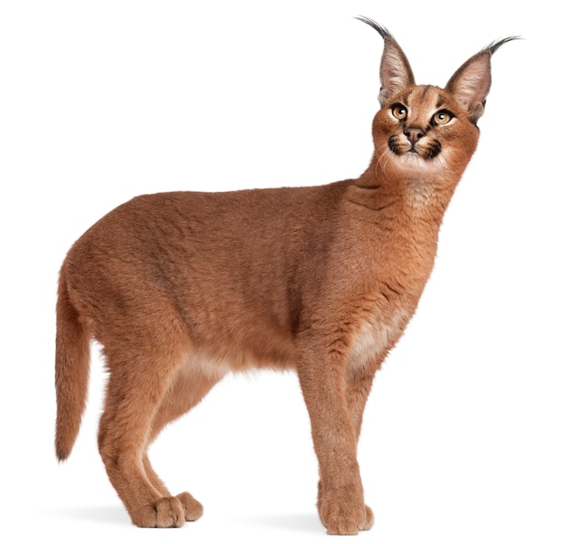 Caracal, Caracal caracal, 6 mesi,