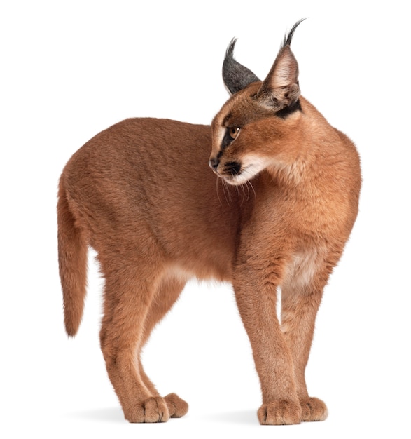 Caracal, Caracal caracal, 6 mesi,