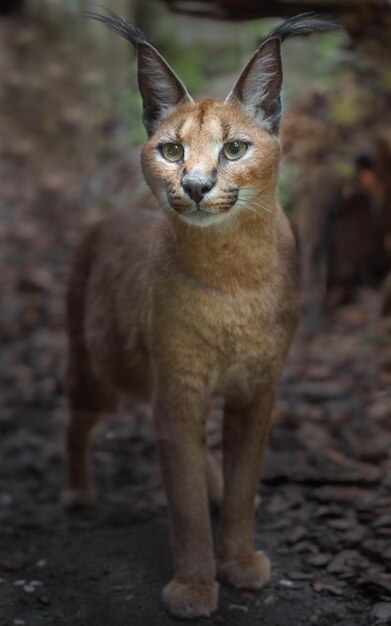 Caracal