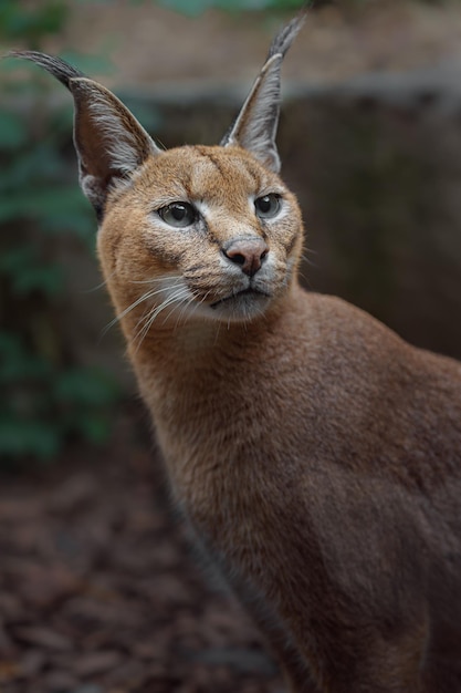 caracal