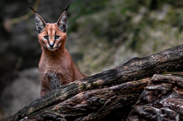 caracal