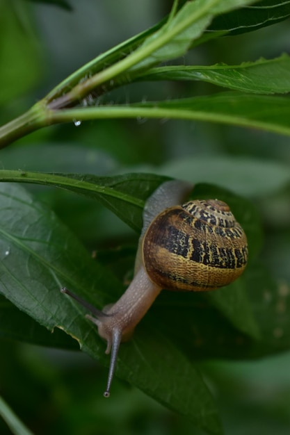 caracol faunistico