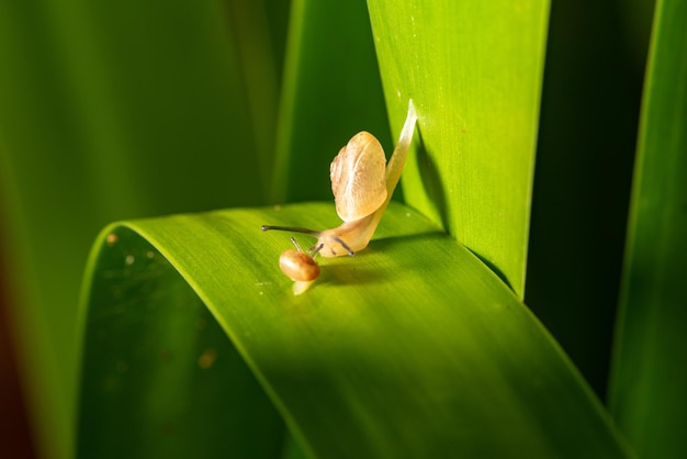 Caracol piccole lumache che camminano nel giardino dopo le piogge nel fuoco selettivo del Brasile