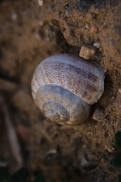 caracol