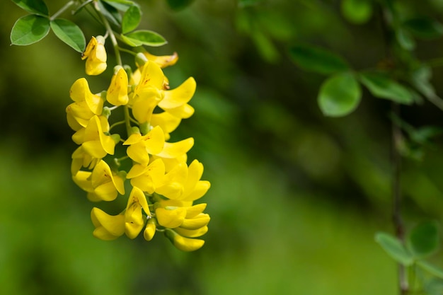Caragana arborescens o fiori gialli di acacia su un ramo di albero naturale sfondo estivo