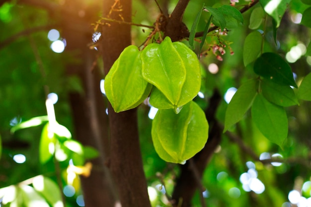 Carambole verdi fresche sull'albero