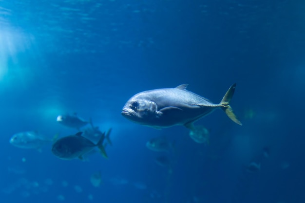 Caranx pesci che nuotano in un acquario blu