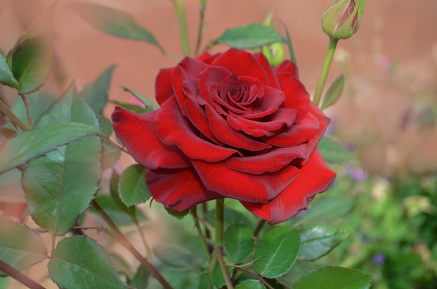 Caratteristiche delle rose in crescita nel giardino Rose rosse in crescita