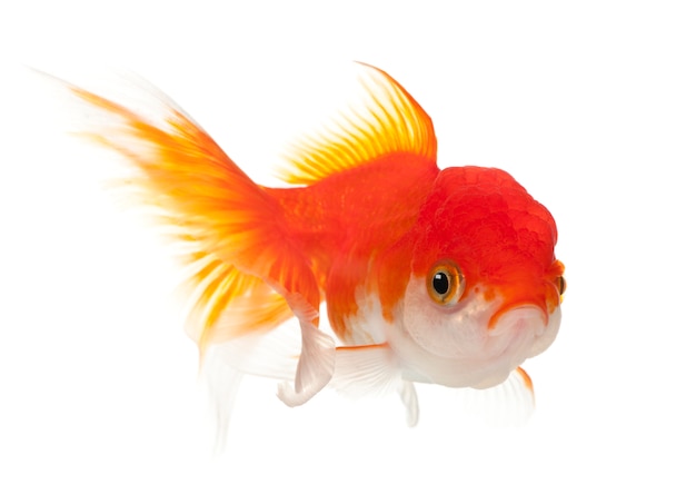 Caratusus auratus del pesce rosso di Lionhead davanti a fondo bianco