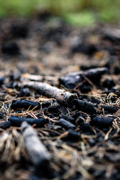 Carboni da fuoco nella foresta.