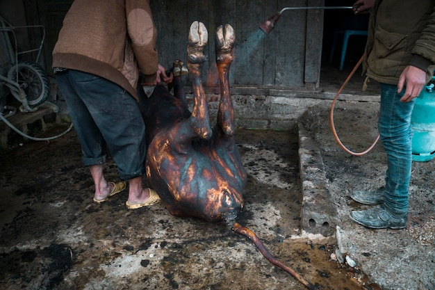 Carcassa di una mucca morta sdraiata sul pavimento uomini trattati con la carcassa della mucca del fuoco