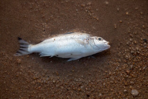 Carcasse di pesce a Pattaya BeachThailand