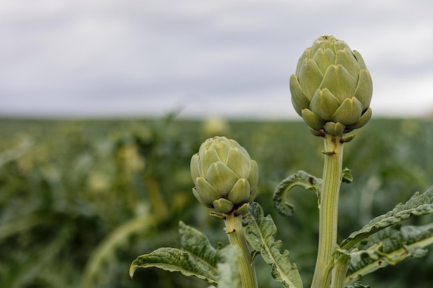 Carciofi che crescono in un campo agricolo mangiare sano