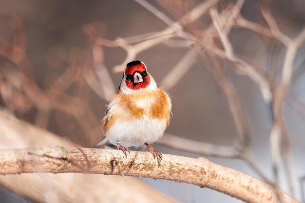 Cardellino Carduelis carduelis appollaiato su trespolo di legno con sfondo naturale sfocatox9